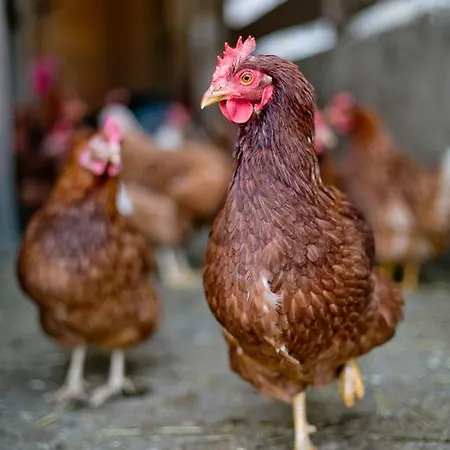 菲林霍夫奥内加特公寓 农家乐 *