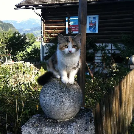 Ortnergut * Eben Im Pongau