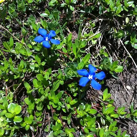 菲林霍夫奥内加特公寓 *