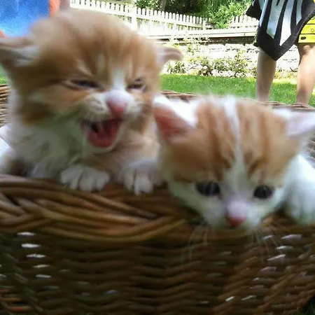 菲林霍夫奥内加特公寓 农家乐 埃本因蓬高